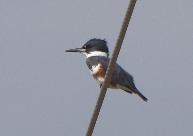 Belted Kingfisher - ML526483981