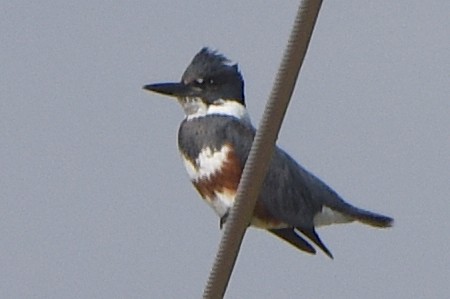 Belted Kingfisher - ML526483991