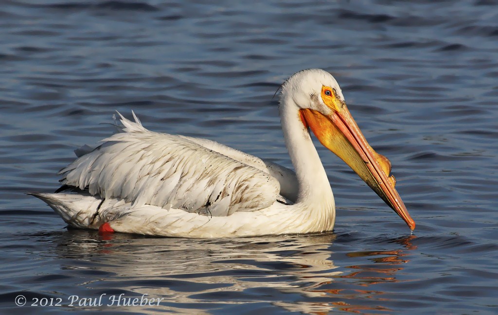 pelikán severoamerický - ML52648411