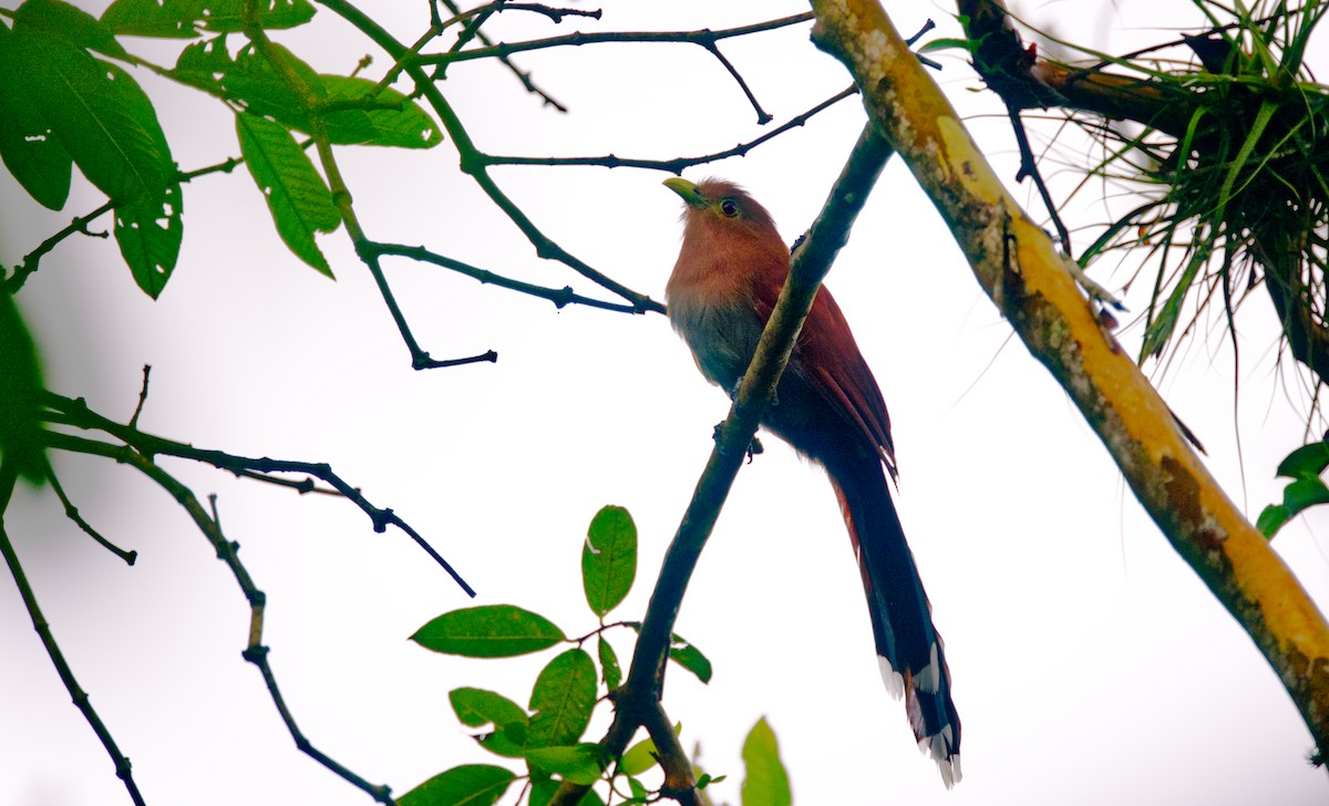 Squirrel Cuckoo - Travis Vance