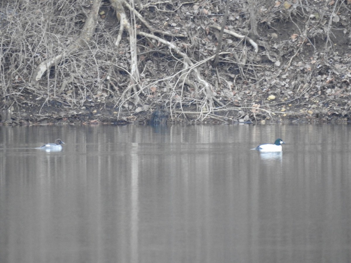 Common Goldeneye - ML526484971