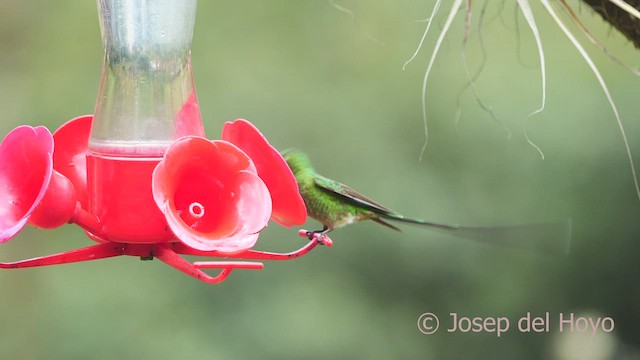 Black-tailed Trainbearer - ML526485101