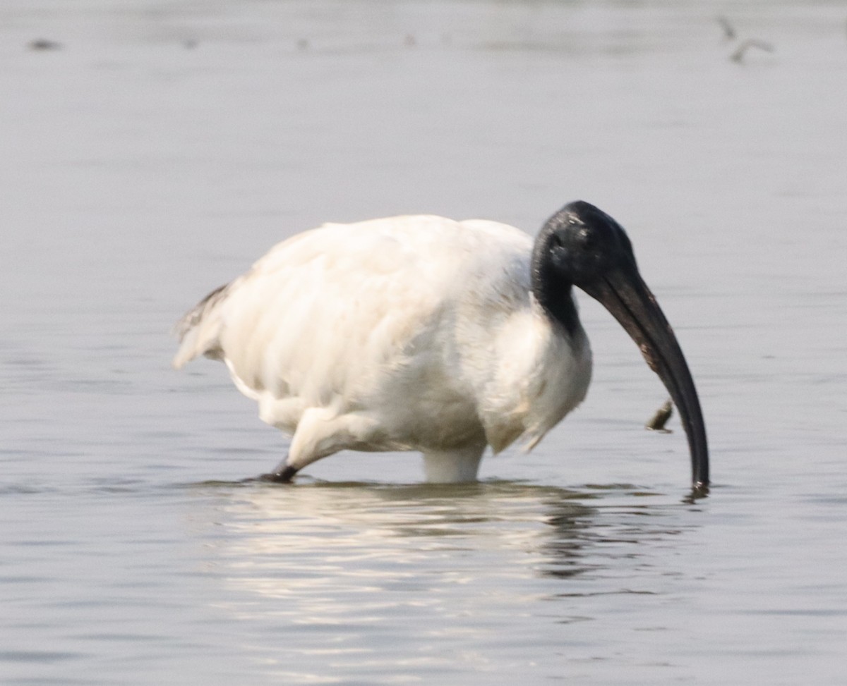 Ibis à tête noire - ML526485731