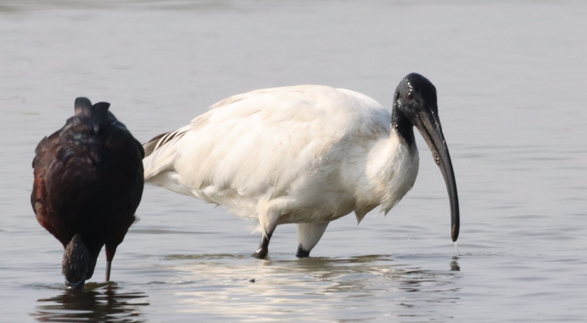 Ibis à tête noire - ML526485741