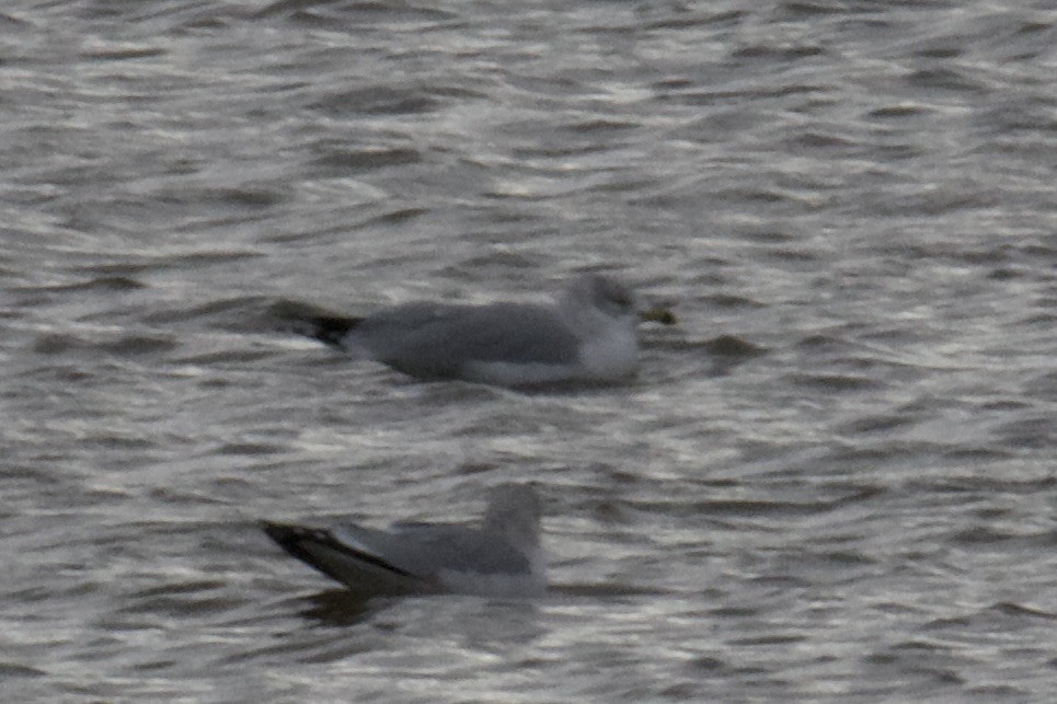 Ring-billed Gull - ML526485791