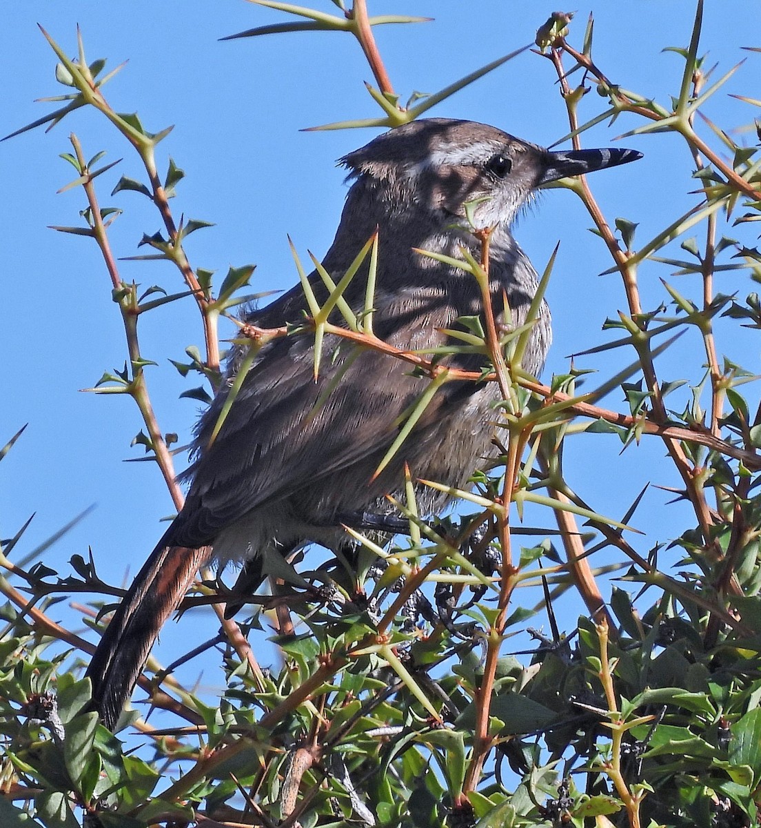 Band-tailed Earthcreeper - Hugo Hulsberg