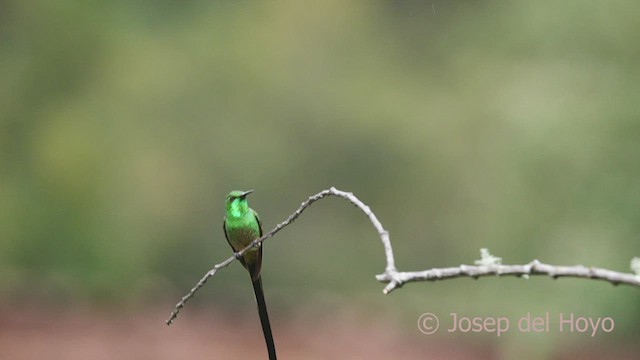 Colibrí Colilargo Mayor - ML526486441