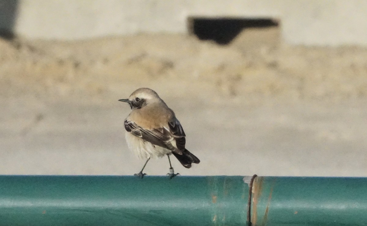 Desert Wheatear - ML526486591