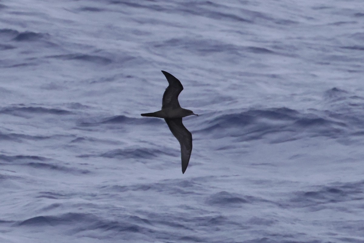 Wedge-tailed Shearwater - Mike Sylvia