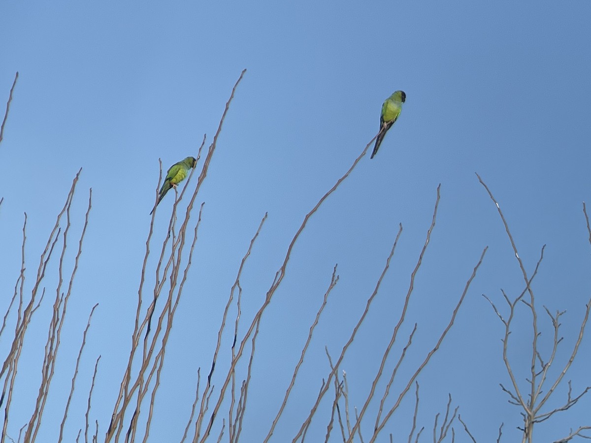 Conure nanday - ML526488281