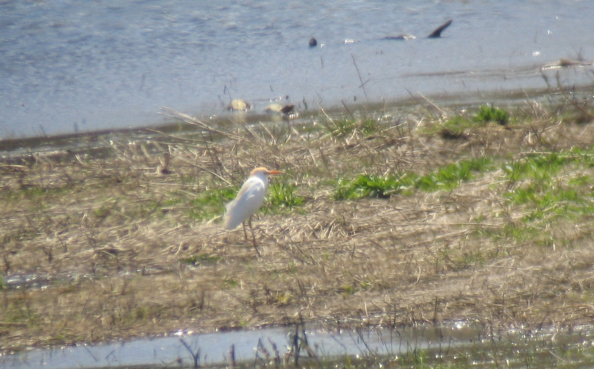 Western Cattle Egret - Anne Marie Johnson