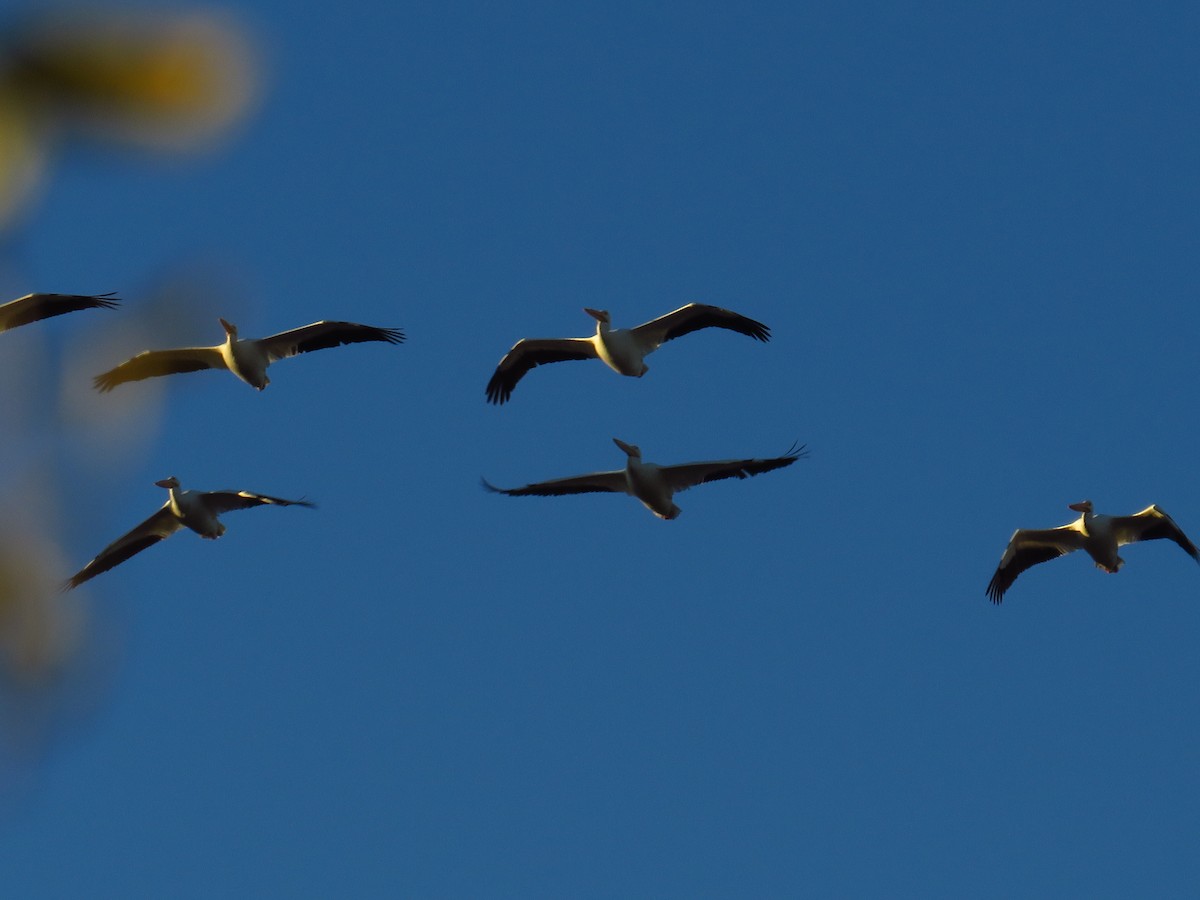 American White Pelican - ML526490351