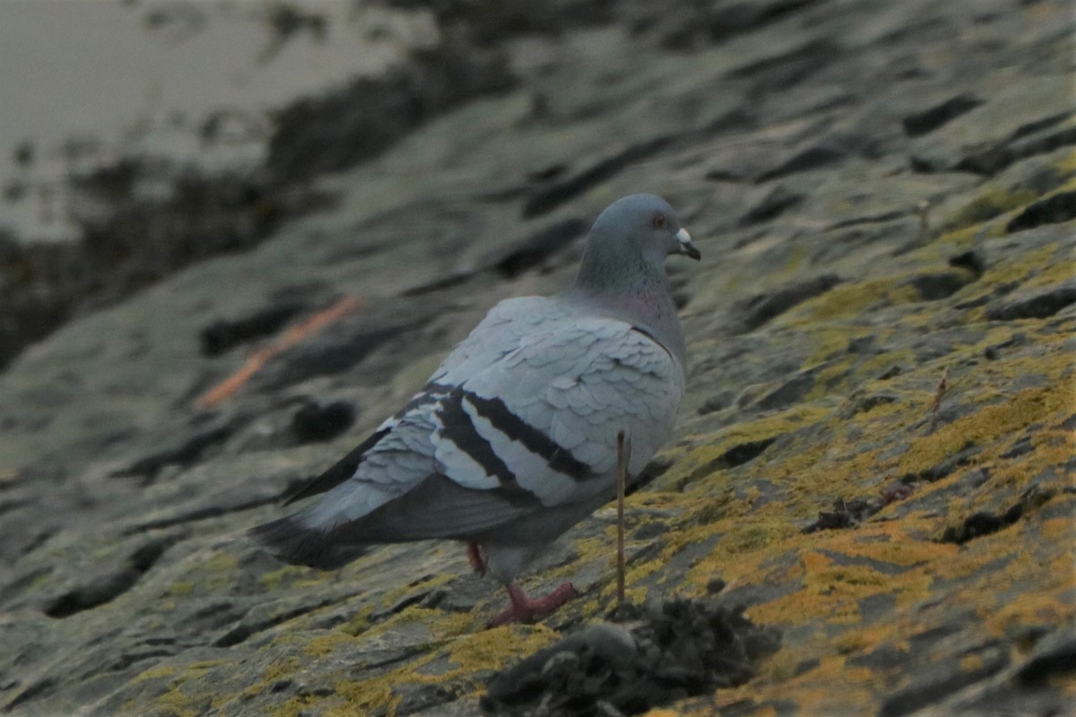 Сизый голубь (Одомашненного типа) - ML526491151