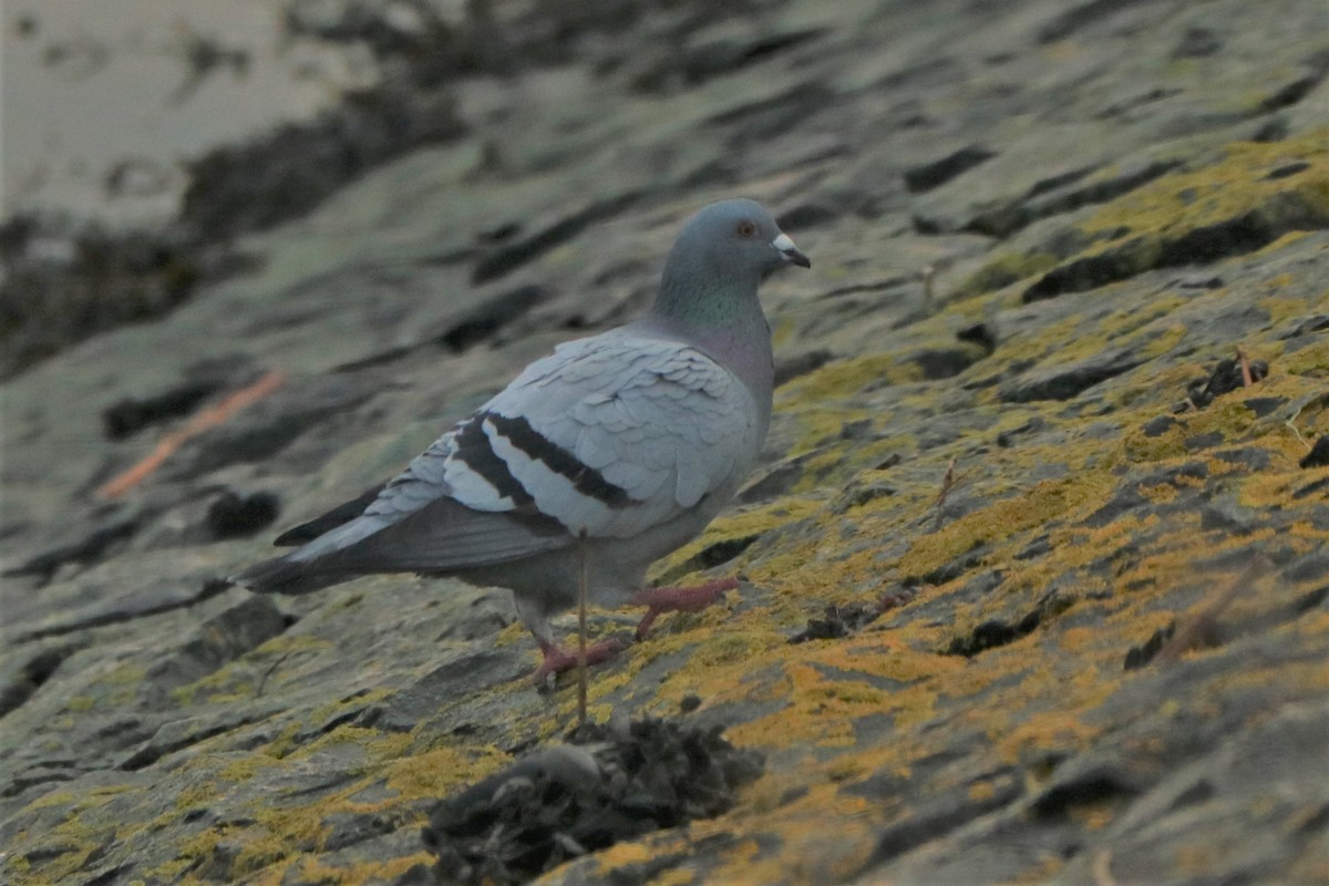 Rock Pigeon (Feral Pigeon) - ML526491271