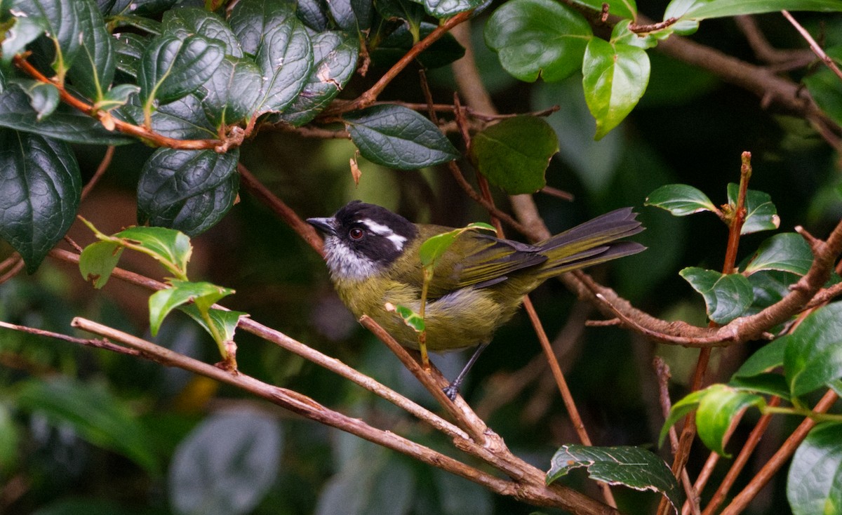 Sooty-capped Chlorospingus - ML526491631