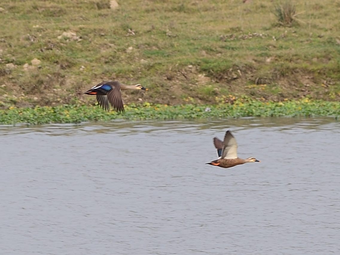 Eastern Spot-billed Duck - Dibyendu Ash