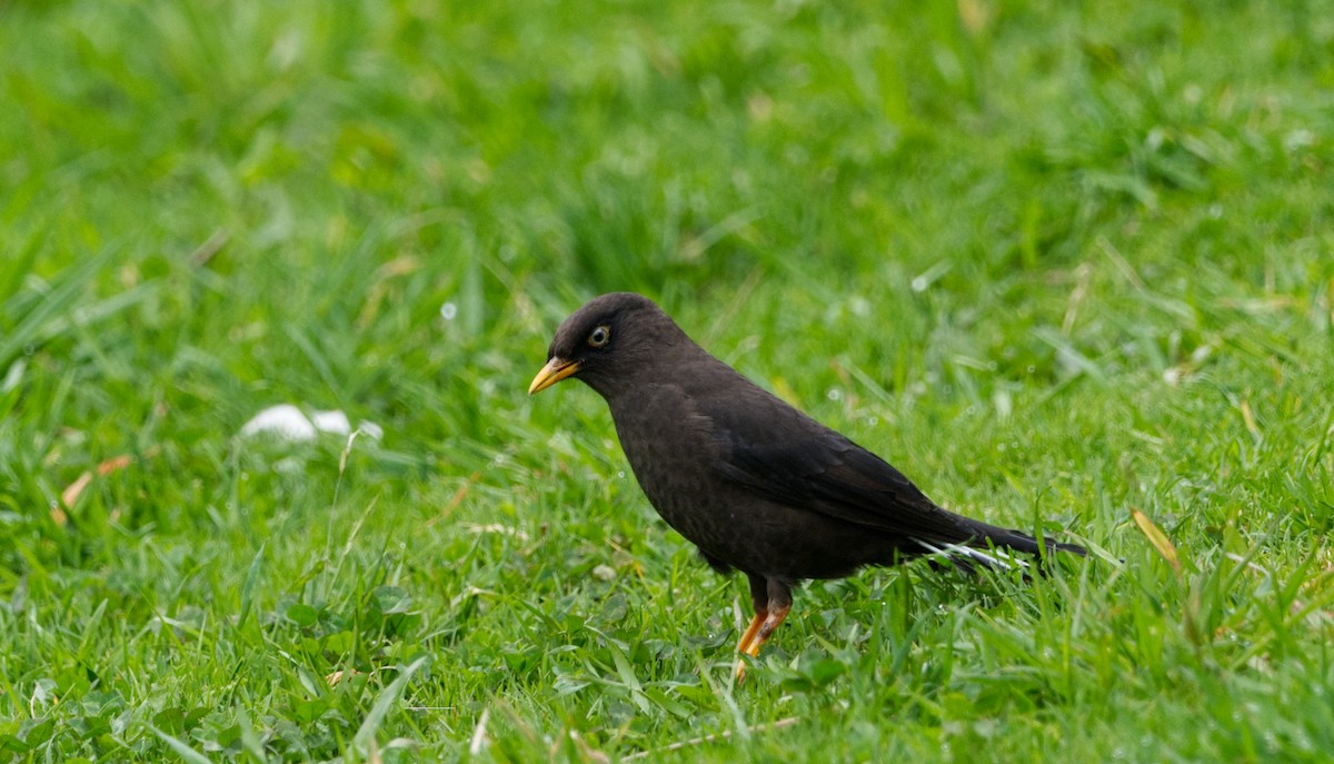 Sooty Thrush - ML526492961