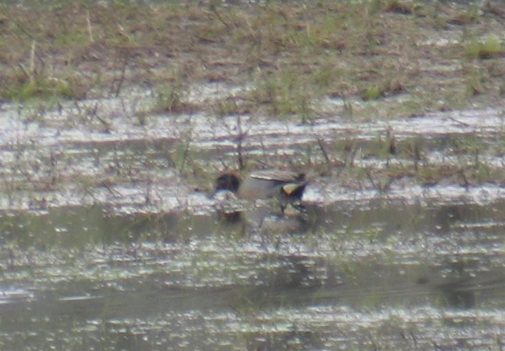 Green-winged Teal (Eurasian) - Anne Marie Johnson