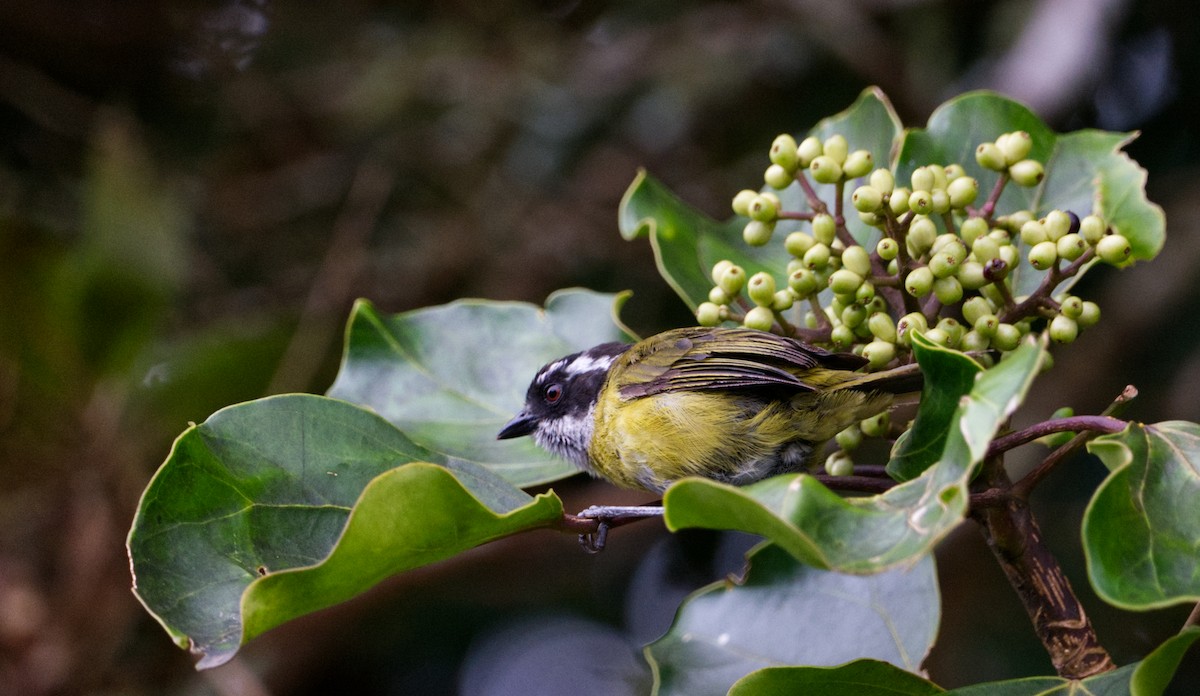 Sooty-capped Chlorospingus - ML526493091
