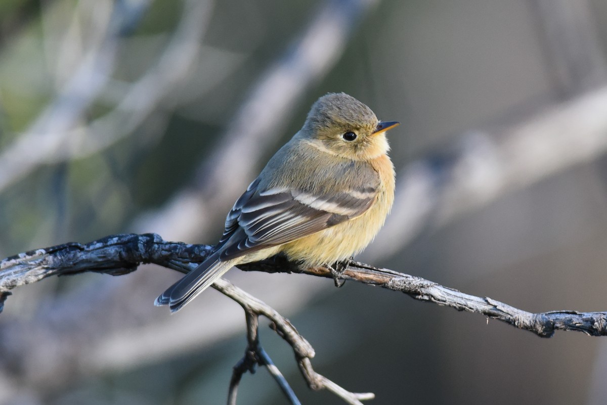 Buff-breasted Flycatcher - ML52649311