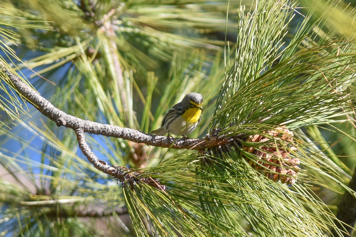 Grace's Warbler - Mike Charest