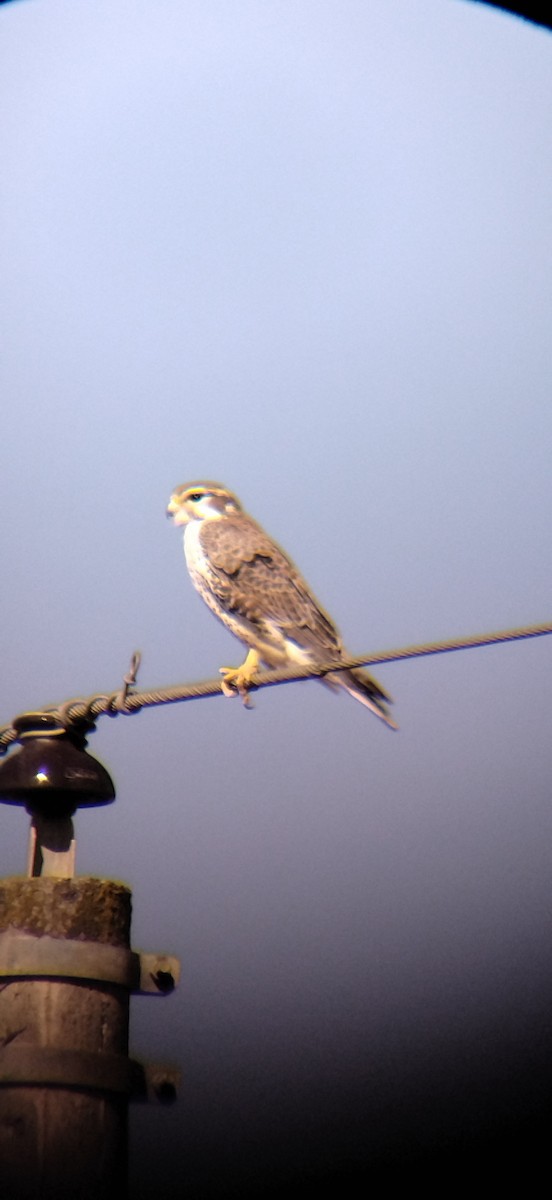 Prairie Falcon - ML526493741