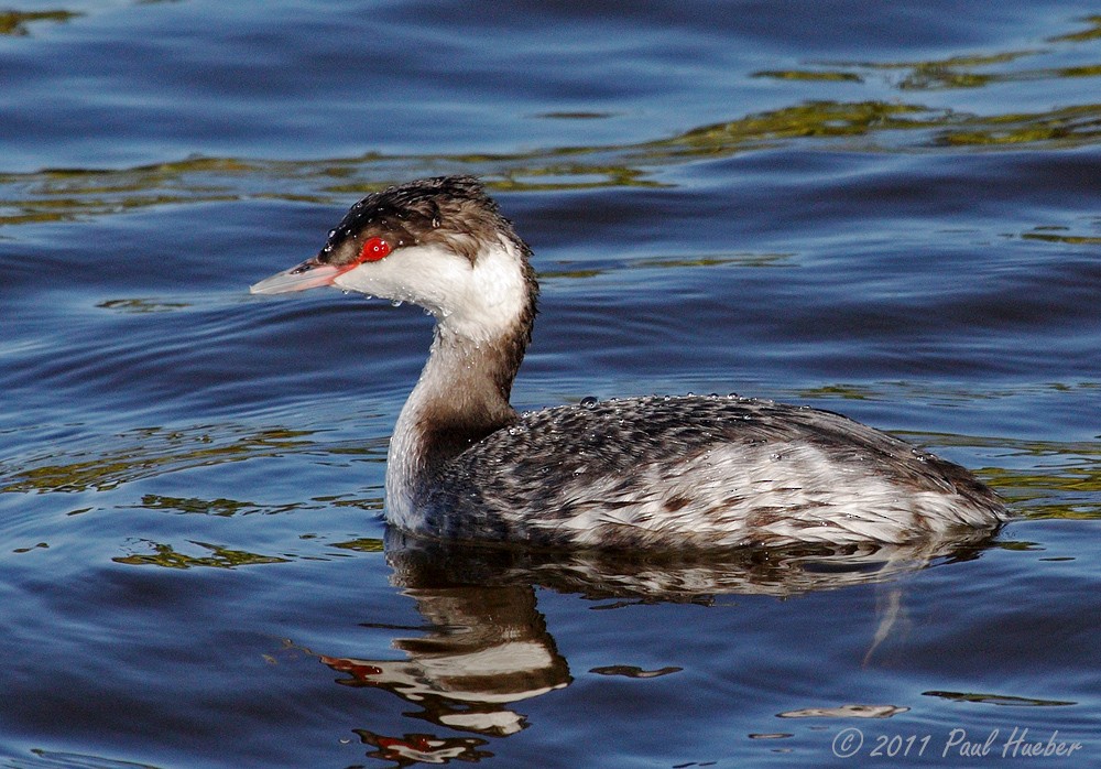 Horned Grebe - Paul Hueber