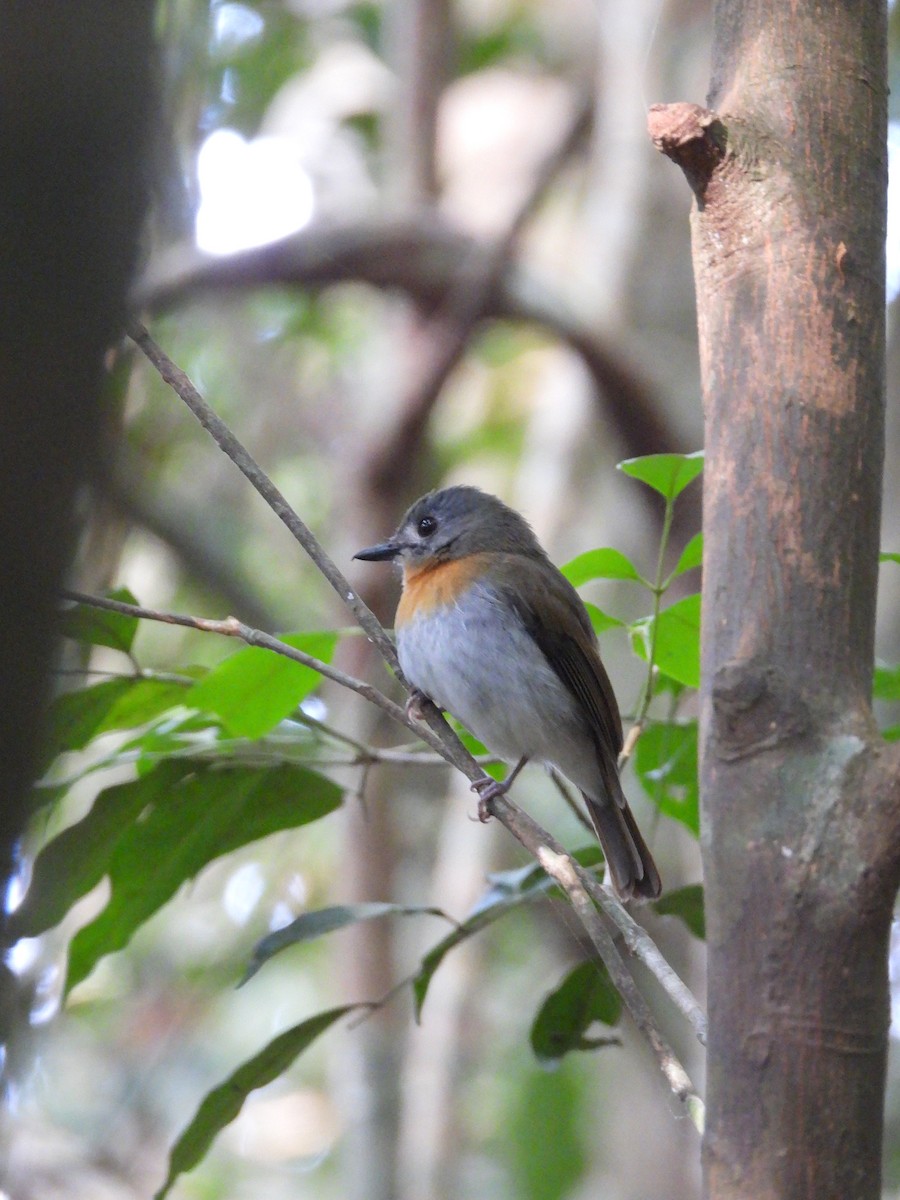 White-bellied Blue Flycatcher - ML526494281