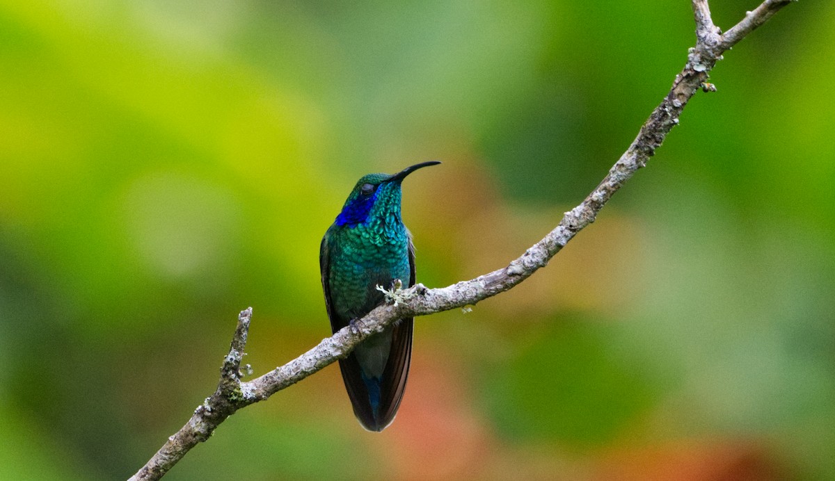 Lesser Violetear - ML526495311