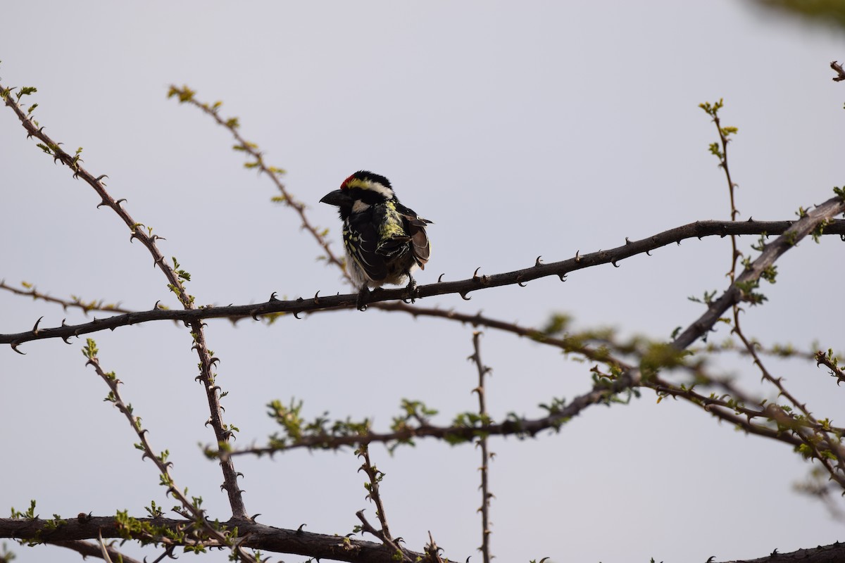 Pied Barbet - ML52649611