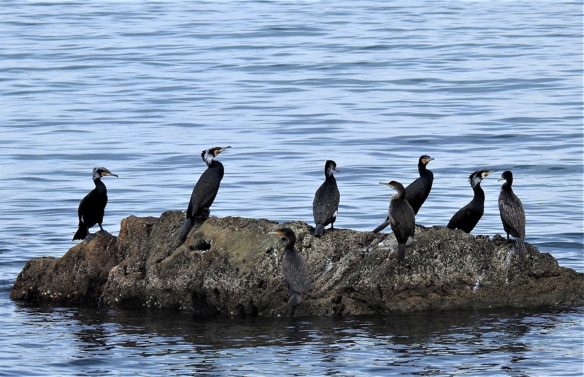 Great Cormorant - ML526496741