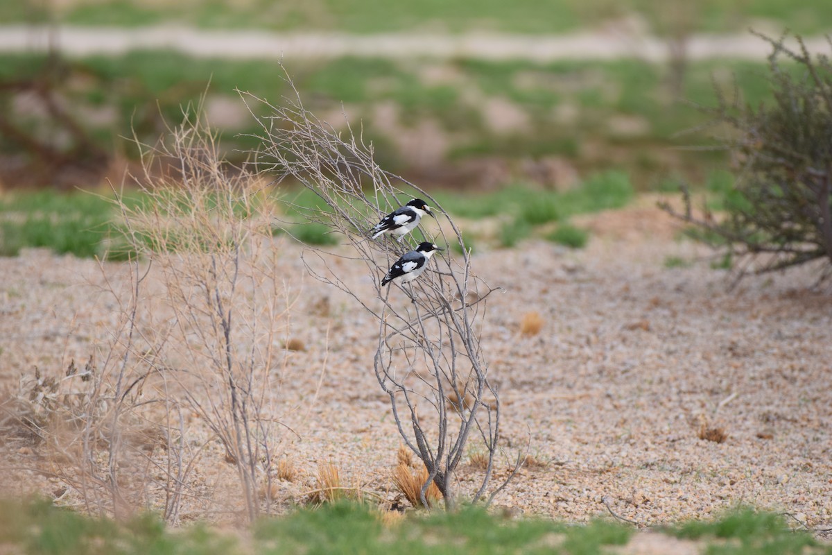 White-tailed Shrike - ML52649751