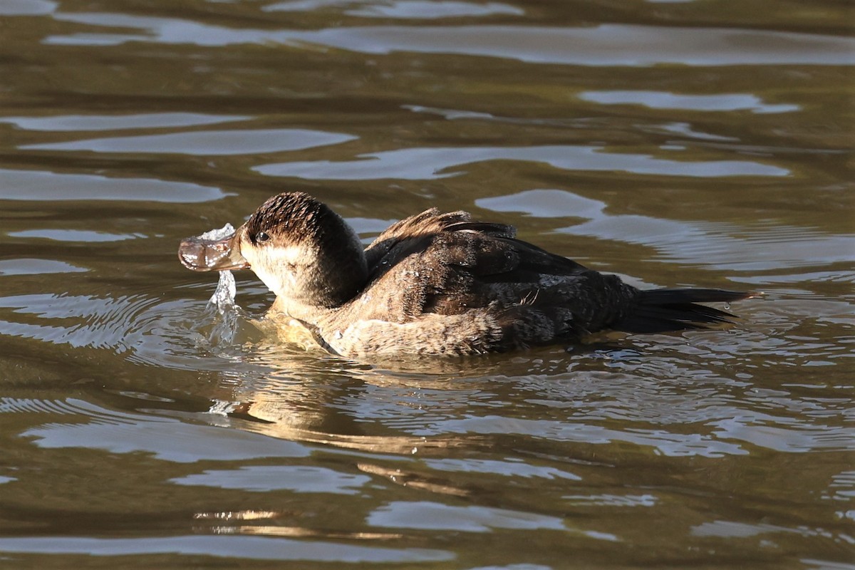 Ruddy Duck - ML526497571
