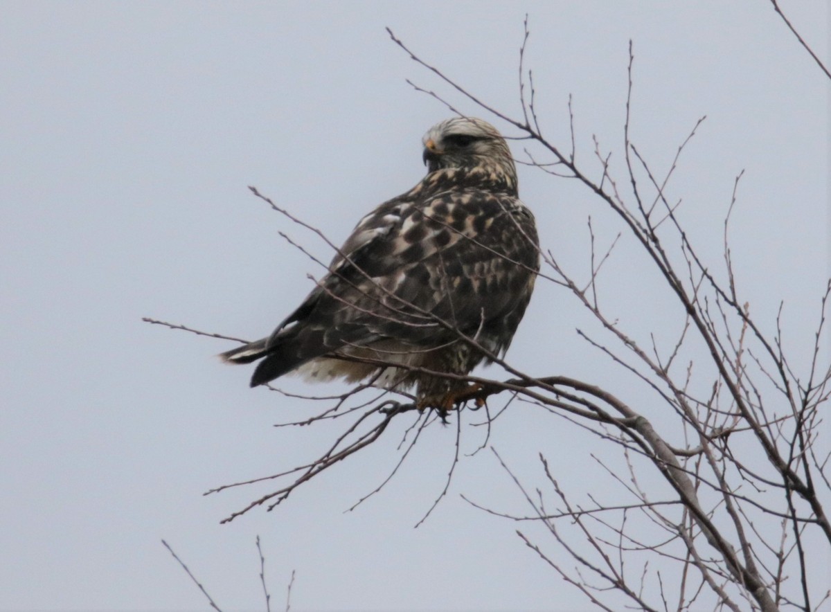 Rough-legged Hawk - ML526497631