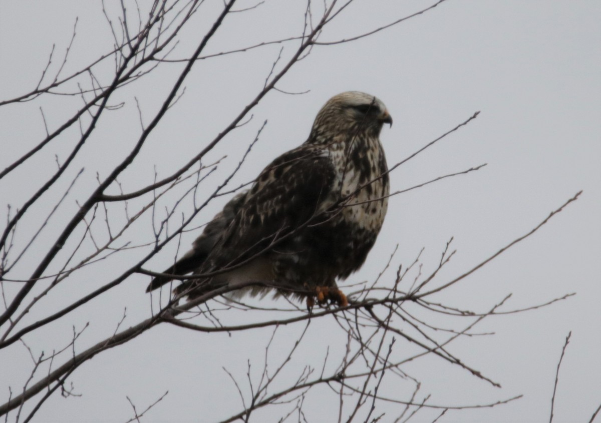 Rough-legged Hawk - ML526497651