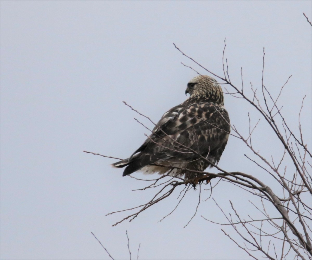 Rough-legged Hawk - ML526497661