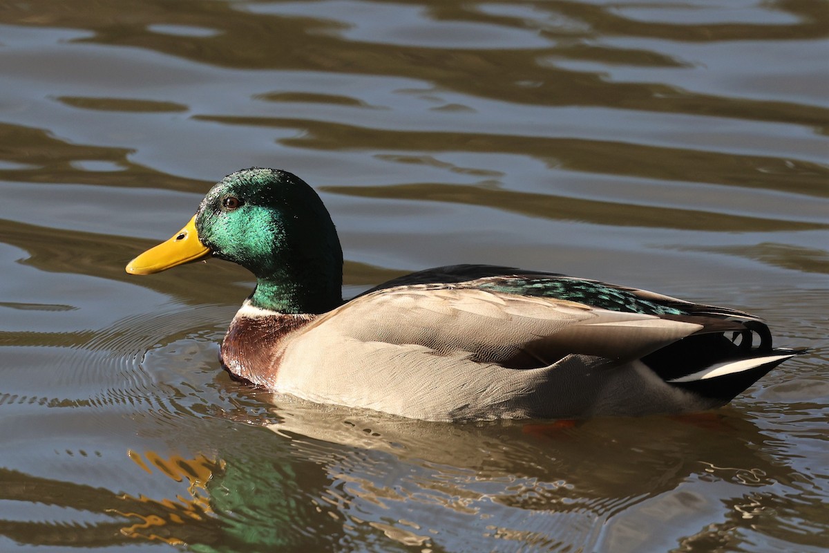Mallard - ML526497751