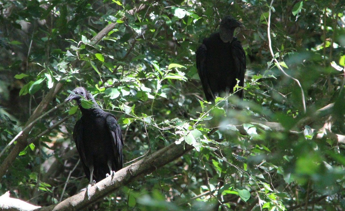 Black Vulture - Nestor Herrera