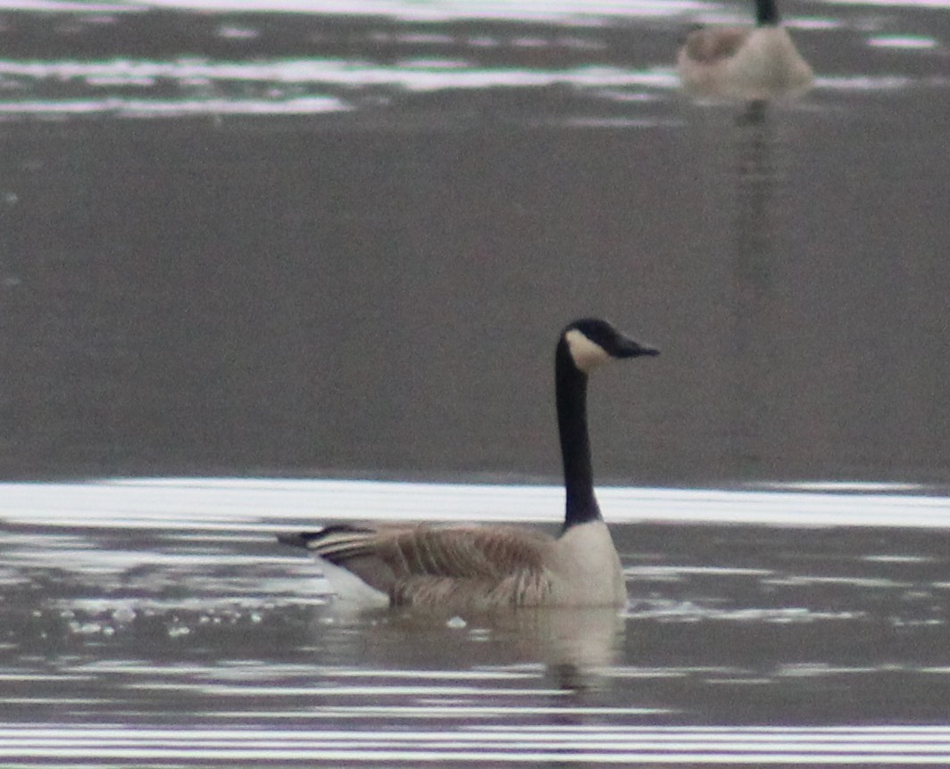 Canada Goose - ML526499931