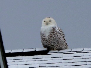 Snowy Owl - ML526501931