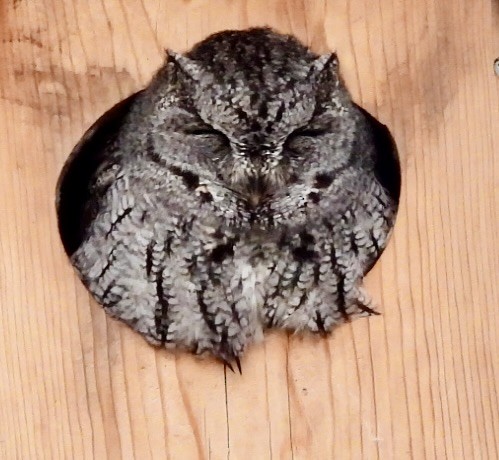 Western Screech-Owl - ML526503911
