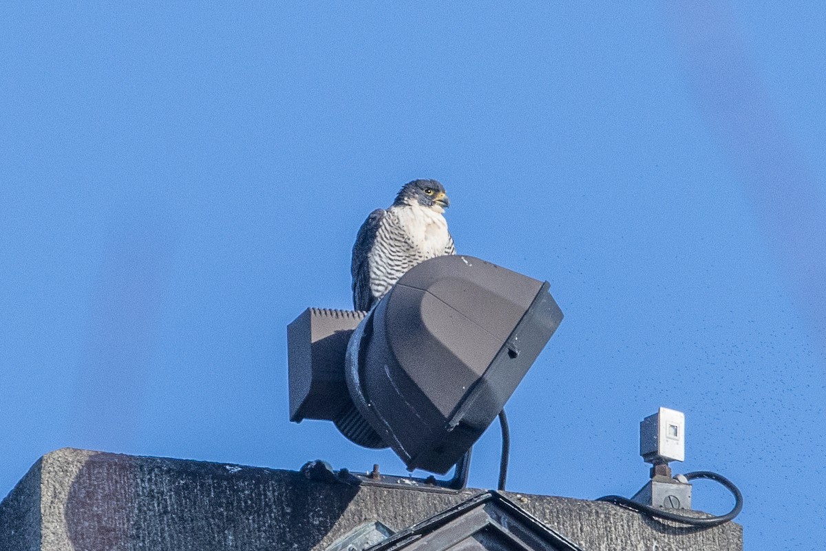 Peregrine Falcon - ML526504051