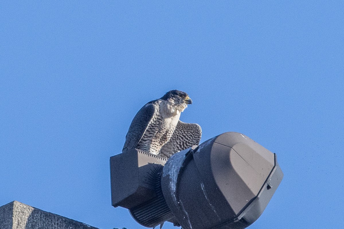 Peregrine Falcon - ML526504061