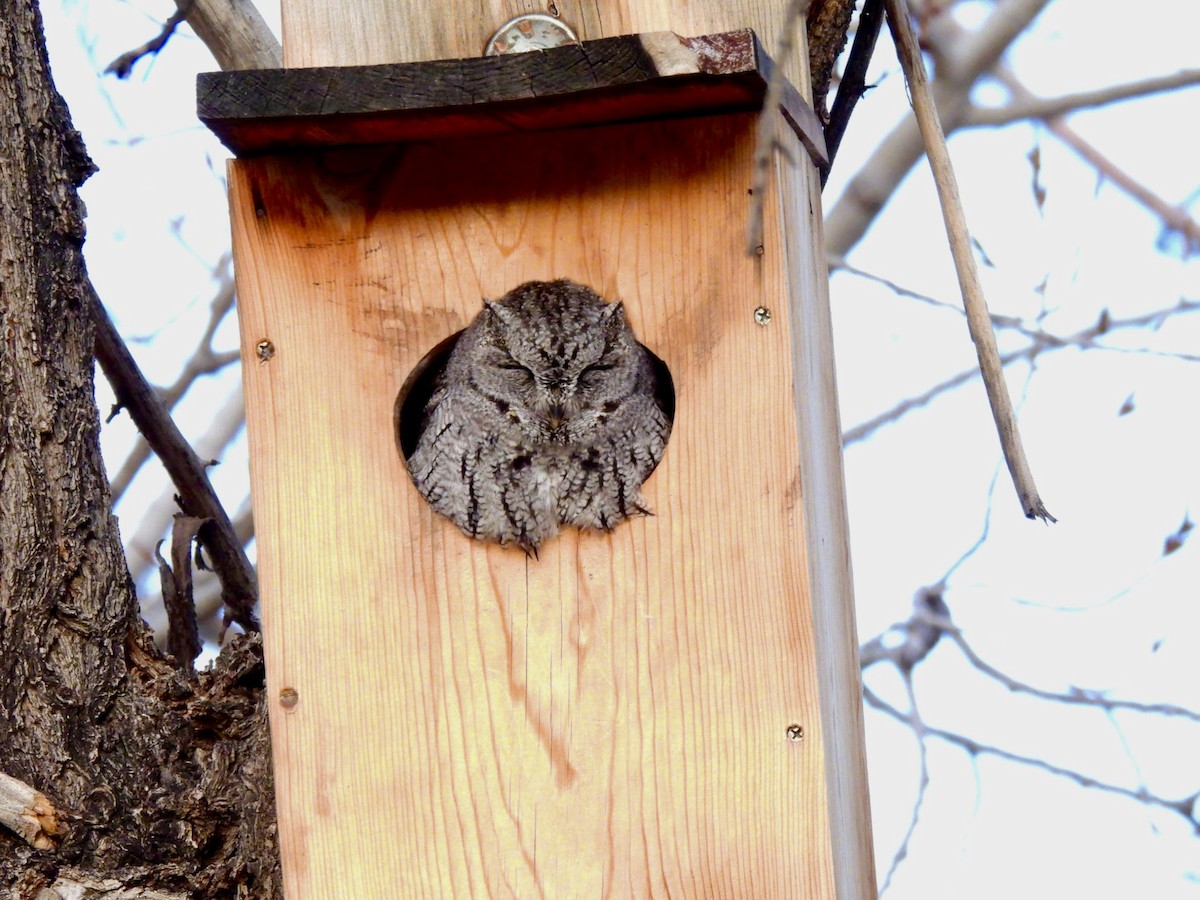 Western Screech-Owl - ML526504451