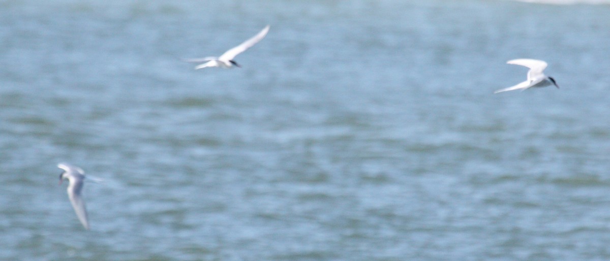 Arctic Tern - ML52650501