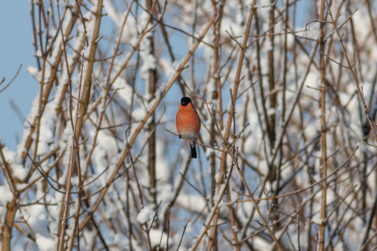 Eurasian Bullfinch - ML526505421