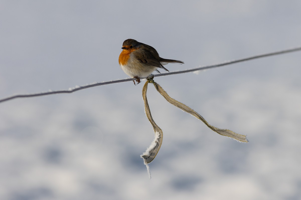 European Robin - ML526505601