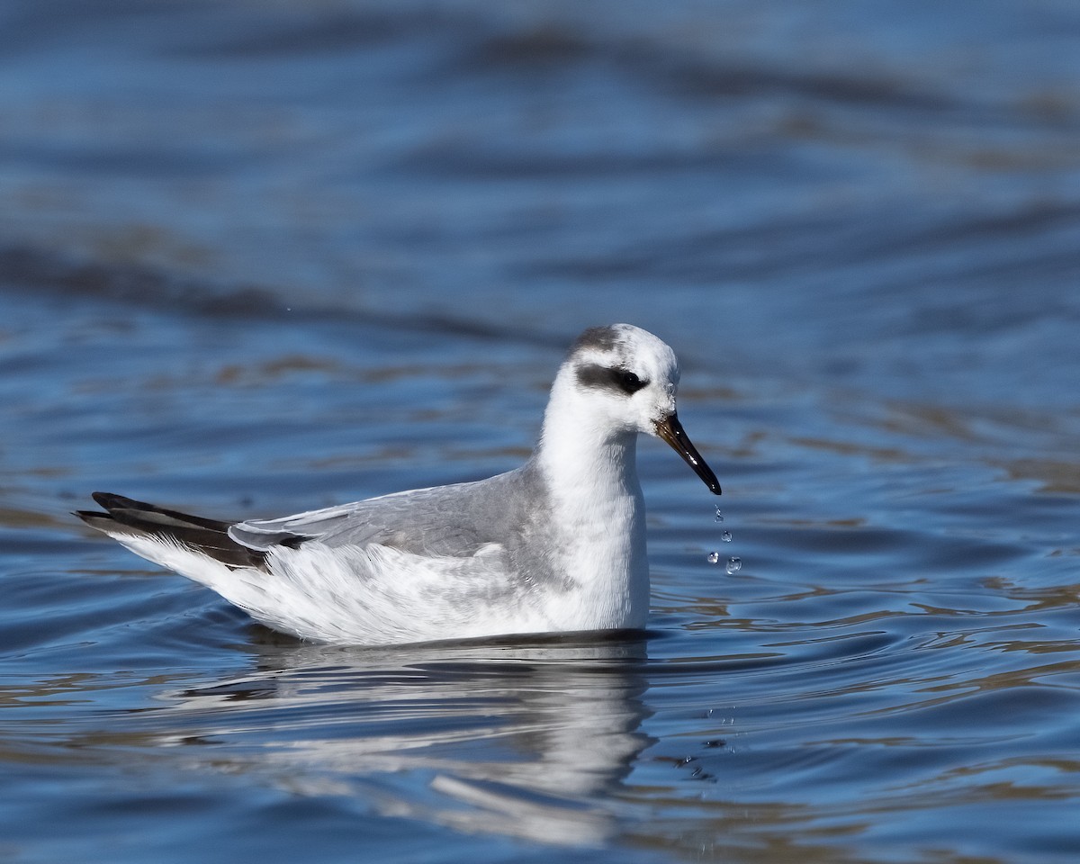 Red Phalarope - Pete Myers