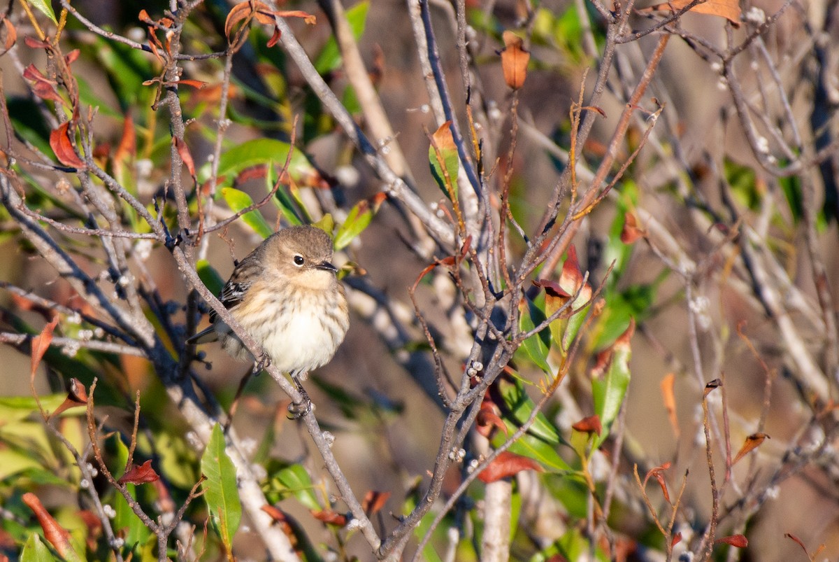 Yellow-rumped Warbler - ML526510831