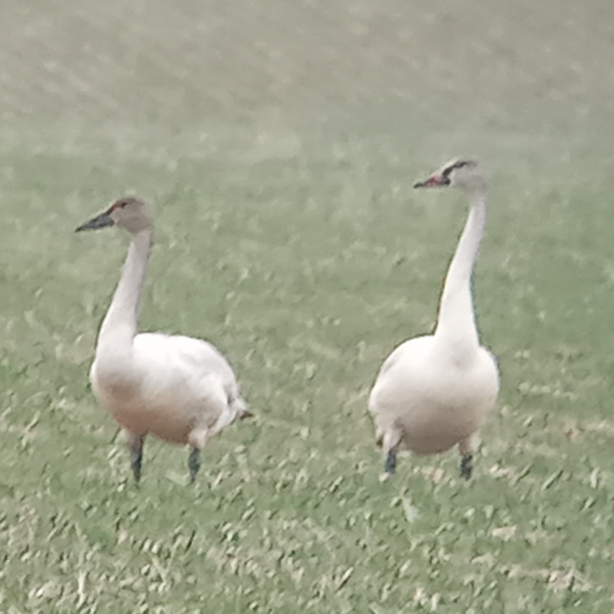 Trumpeter Swan - ML526511011